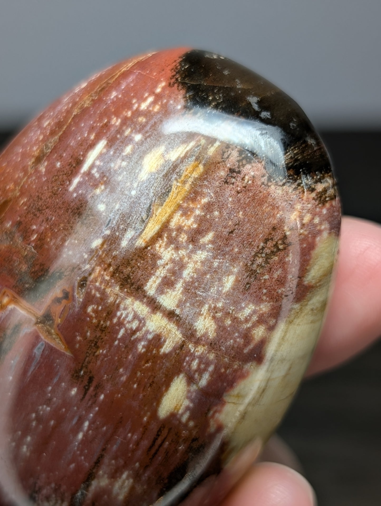 Petrified Wood Palm Stone