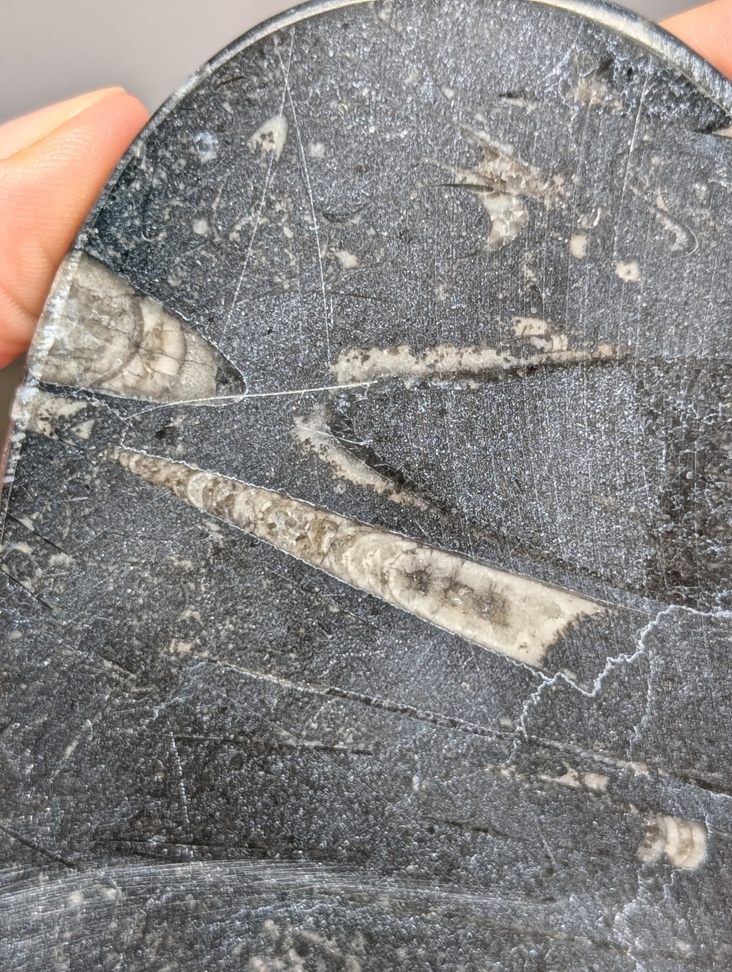 Orthoseras Heart Slab