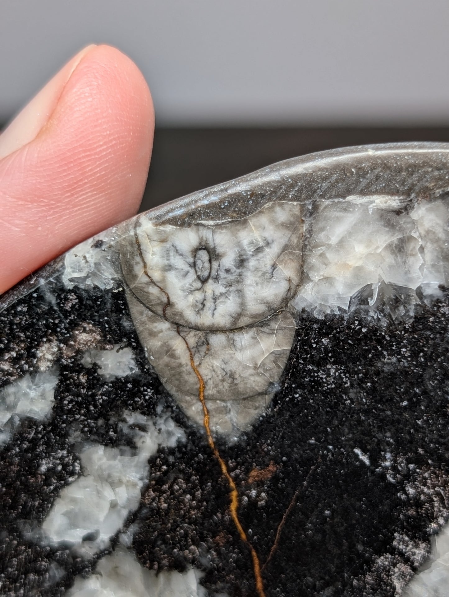 Orthoseras Bowl