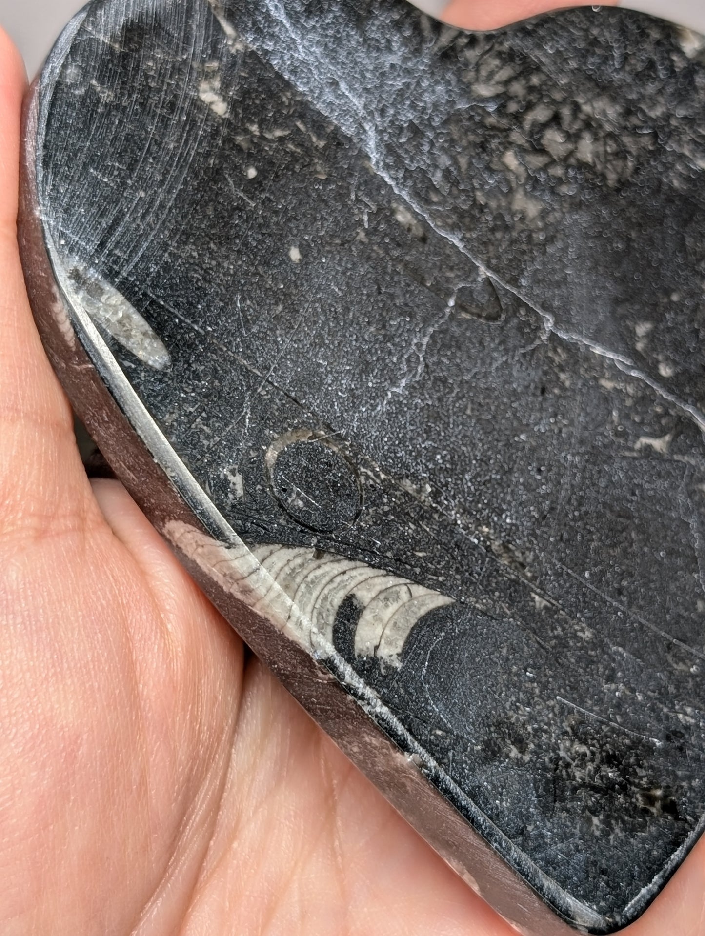 Orthoseras Heart Slab